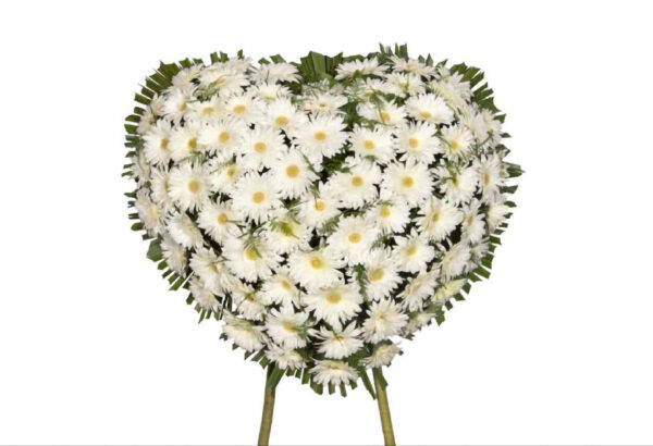 Cuore_di_Gerbere_Bianche